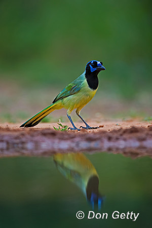 Green Jay