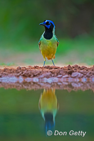 Green Jay