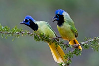 Green Jay