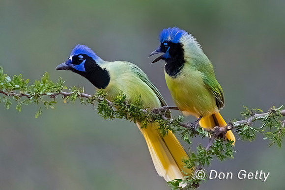 Green Jay