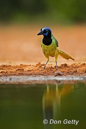 Green Jay