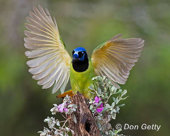 Green Jay