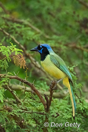 Green Jay