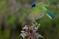 Green Jay