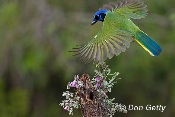 Green Jay