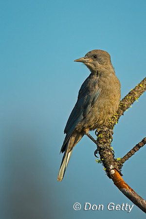 Pinyon Jay