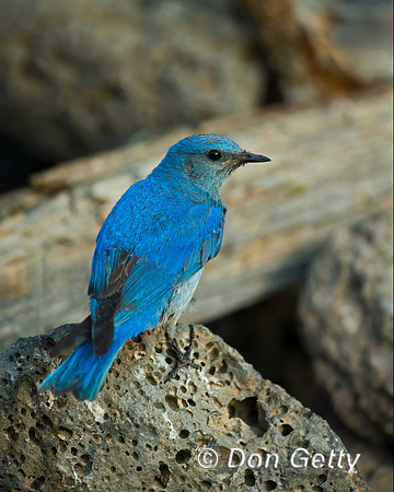 Pinyon Jay