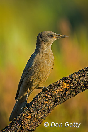 Pinyon Jay