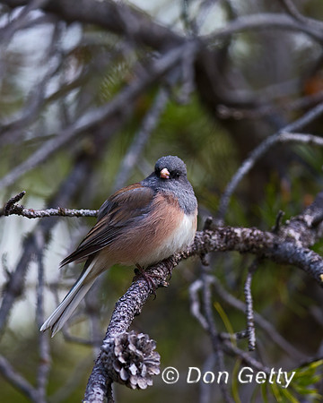 Dark-eyed Junco