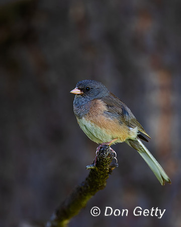 Dark-eyed Junco