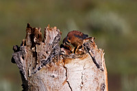 Kestrel