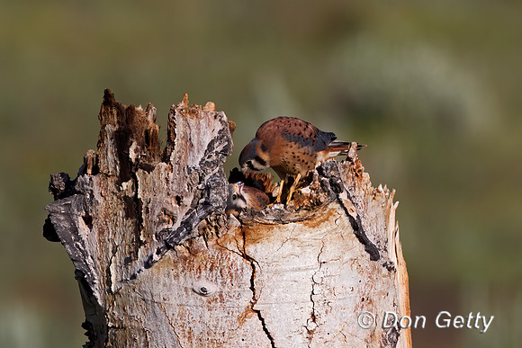 Kestrel