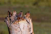 Kestrel