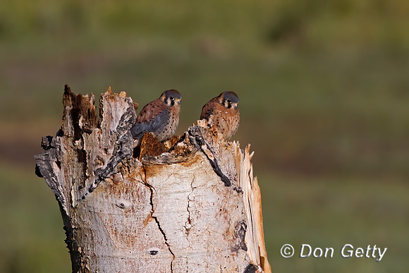 Kestrel
