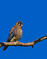 Kestrel