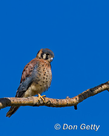 Kestrel