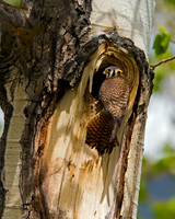 Kestrel