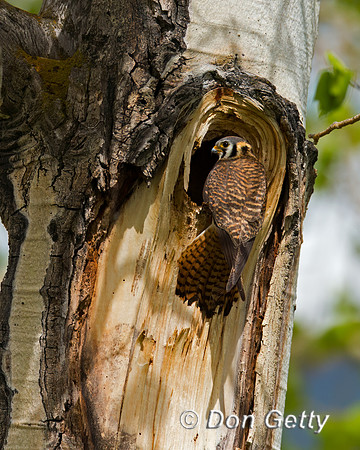 Kestrel