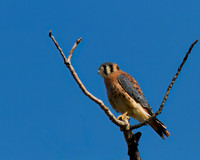 Kestrel