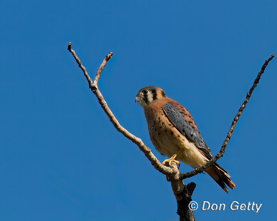 Kestrel