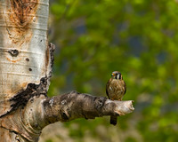 Kestrel