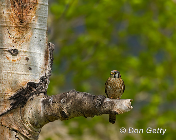 Kestrel