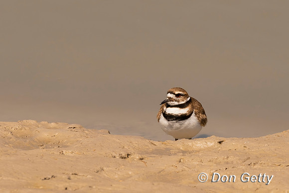 Killdeer