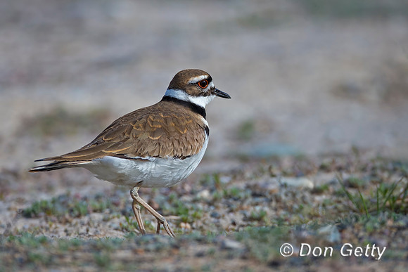 Killdeer