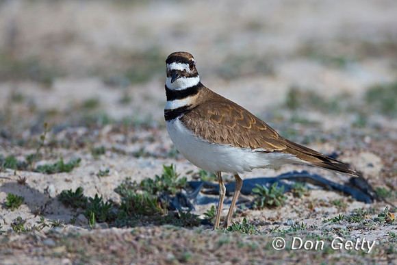 Killdeer