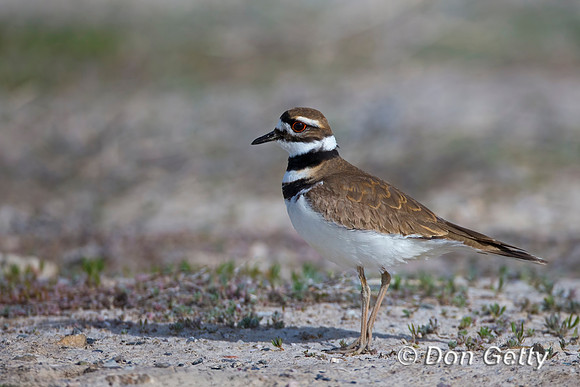 Killdeer