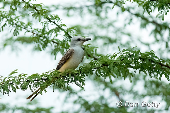 Western Kingbird