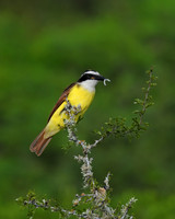Great Kiskadee