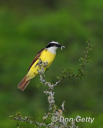 Great Kiskadee