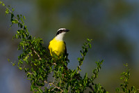 Great Kiskadee