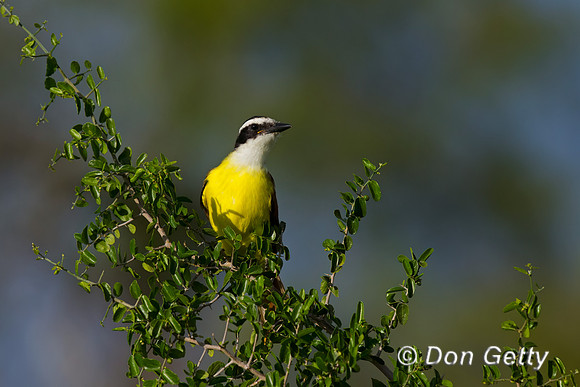 Great Kiskadee