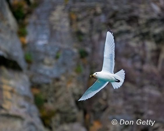 Black-legged Kittiwake
