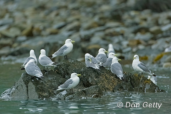 Black-legged Kittiwake