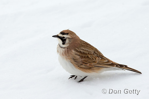 Horned Lark