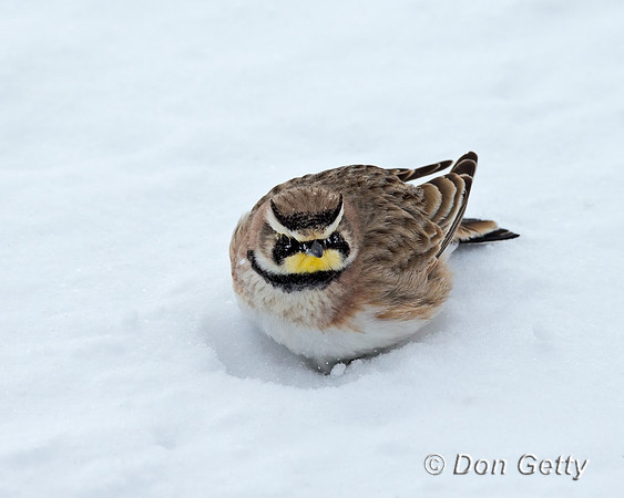 Horned Lark
