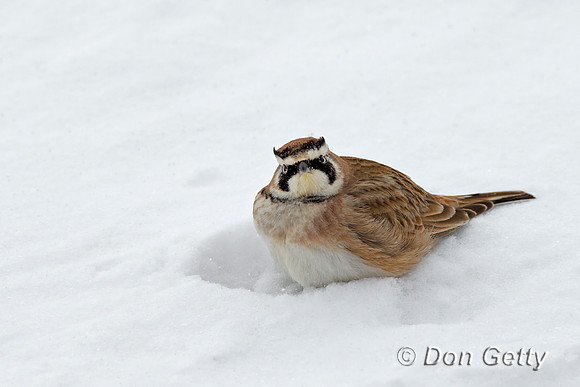 Horned Lark