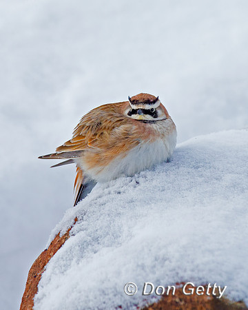 Horned Lark