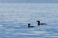 Common Loon
