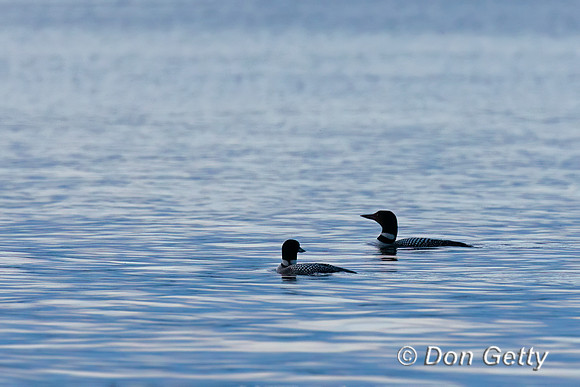 Common Loon