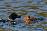 Common Loon