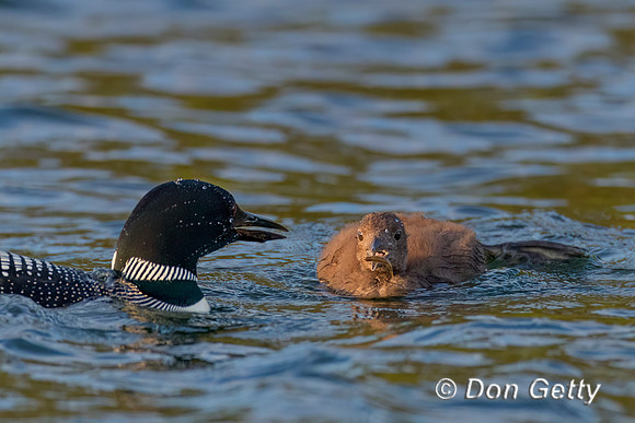 Common Loon