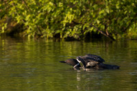 Common Loon