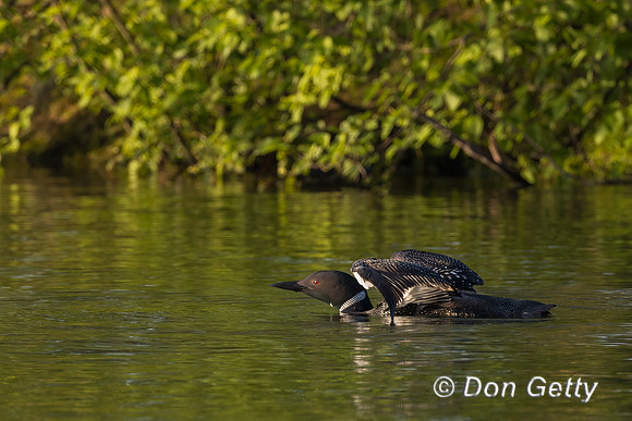 Common Loon