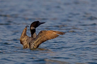 Common Loon