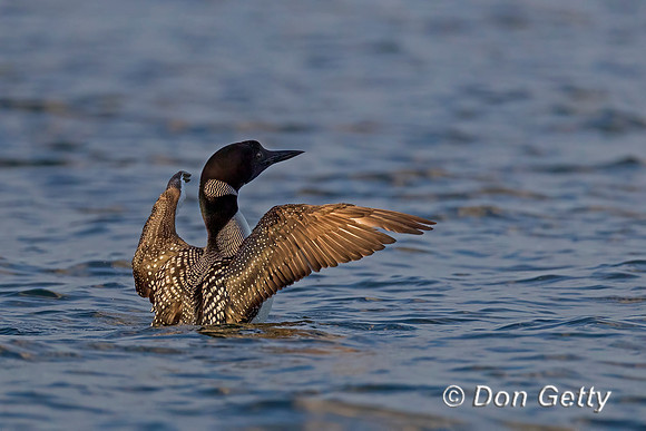 Common Loon