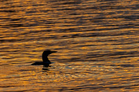 Common Loon